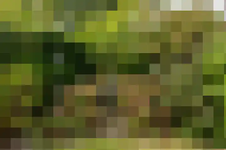 Deutersestraat 3 Cromvoirt thumbnail 34