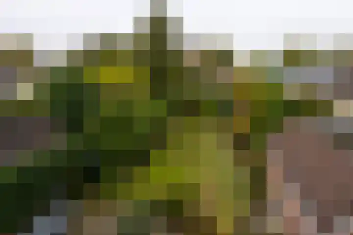 Deutersestraat 3 Cromvoirt thumbnail 40