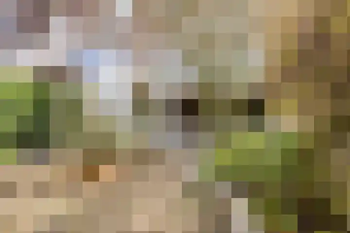 Deventerweg 115 Zutphen thumbnail 55
