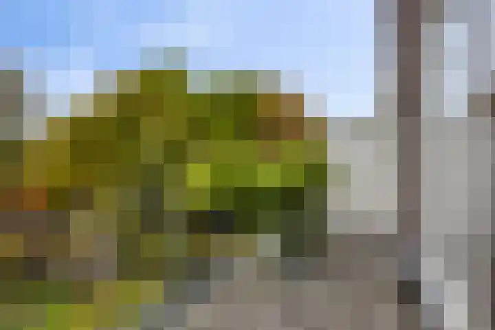 Deventerweg 119 Zutphen thumbnail 22