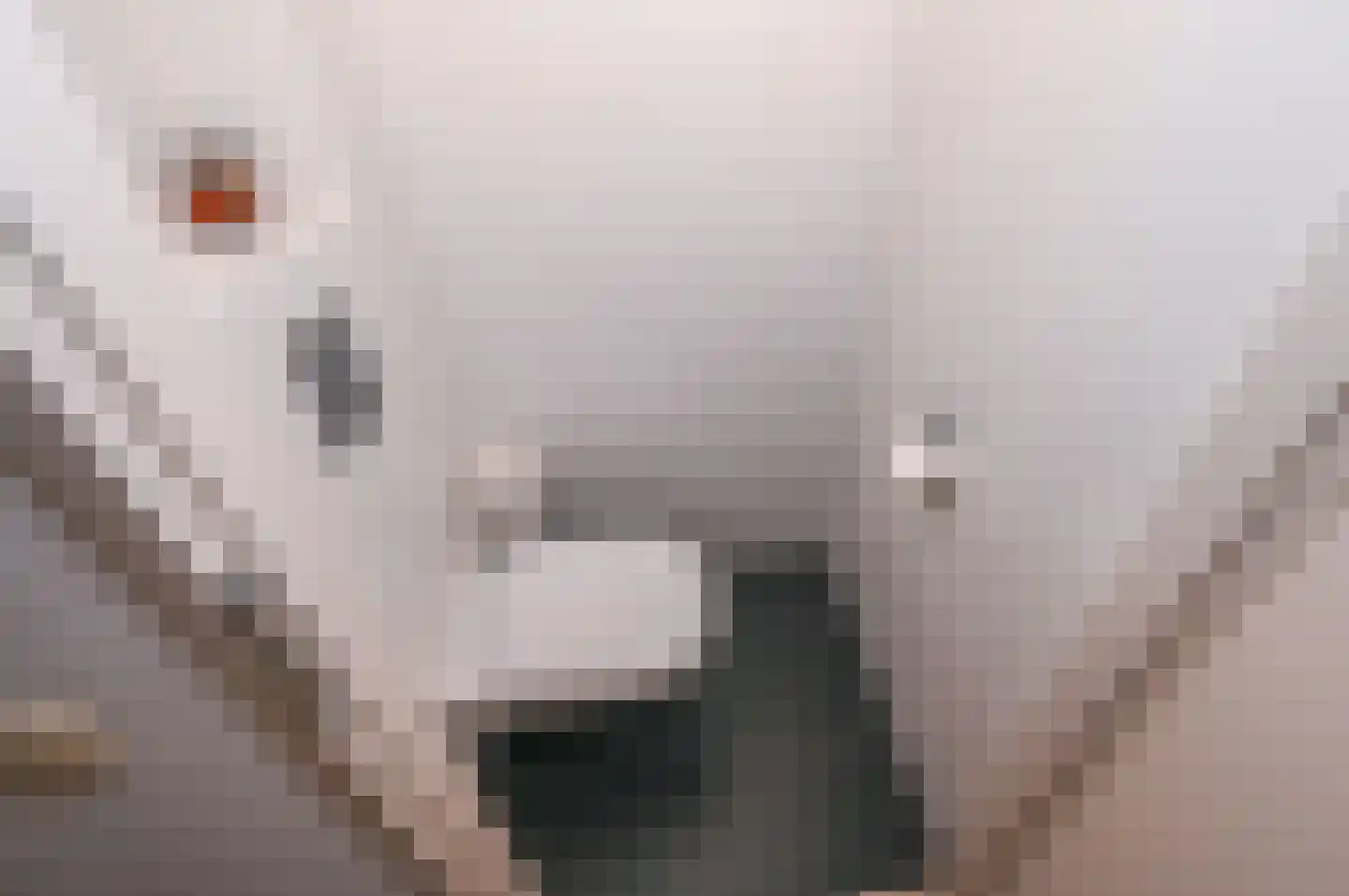 Diabaas 18 Zoetermeer thumbnail 27