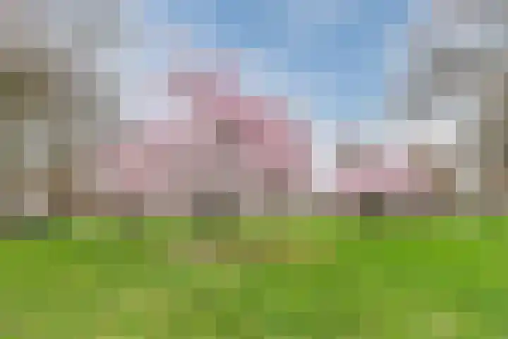 Diaconessenplein 62 Haarlem thumbnail 29