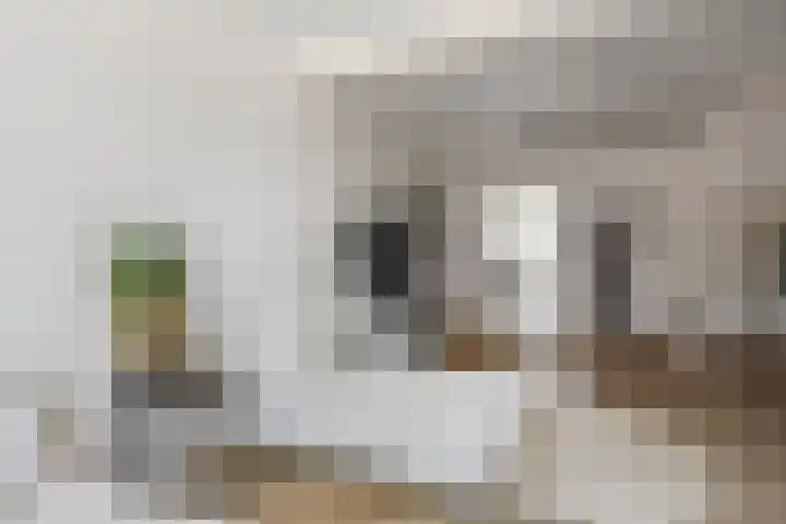 Diaconiestraat 18 Den Helder thumbnail 10