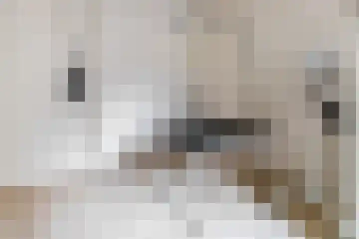 Diamant 50 Berkel en Rodenrijs thumbnail 33
