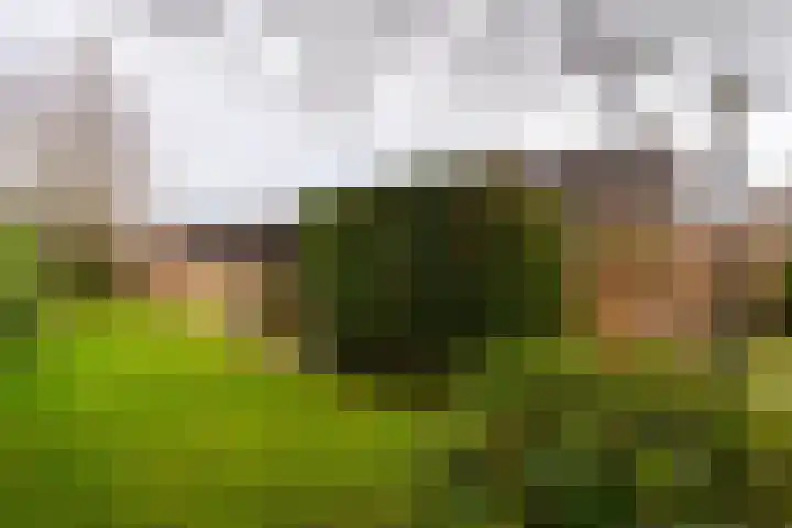 Diamantdijk 239 Roosendaal thumbnail 37