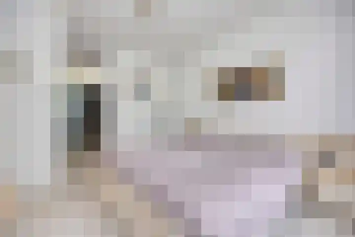 Dianabos 9 Boxtel thumbnail 16