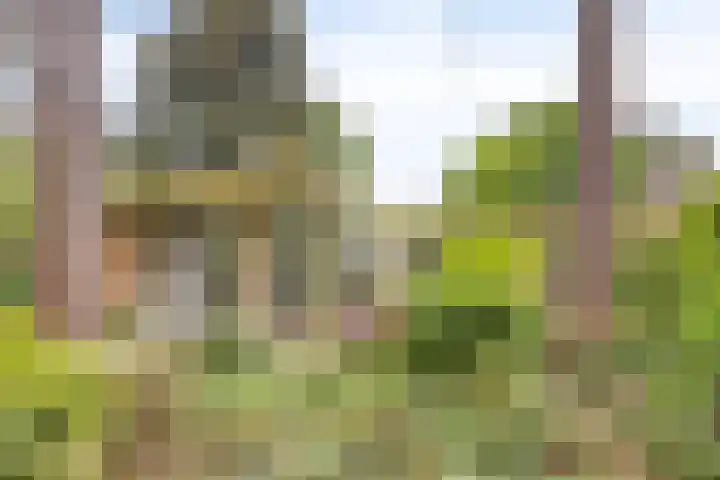Dianabos 9 Boxtel thumbnail 23