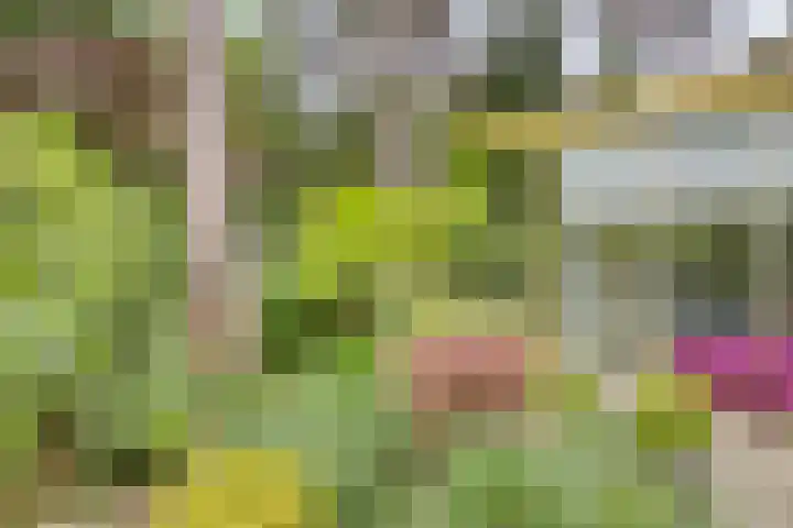 Dianabos 9 Boxtel thumbnail 24
