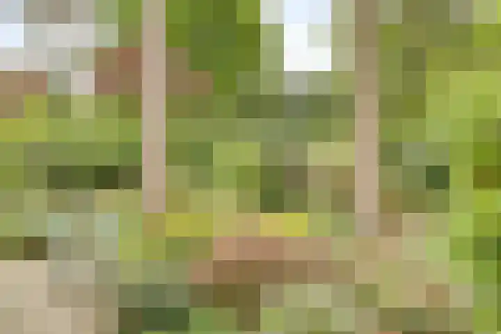Dianabos 9 Boxtel thumbnail 26
