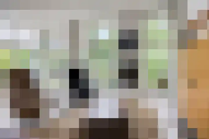 Dianabos 9 Boxtel thumbnail 4