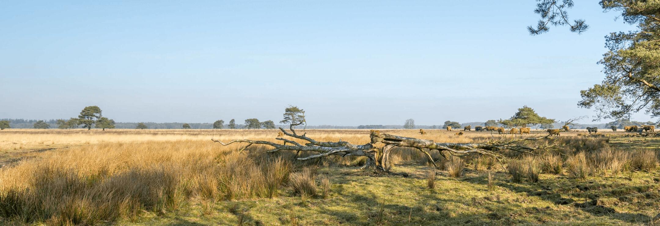 Foto van Dianne Uiting