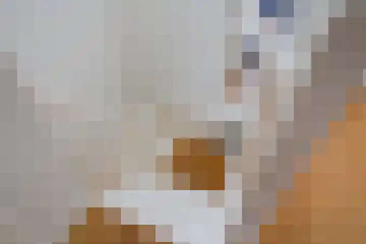 Dibbetsstraat 24 Den Haag thumbnail 5