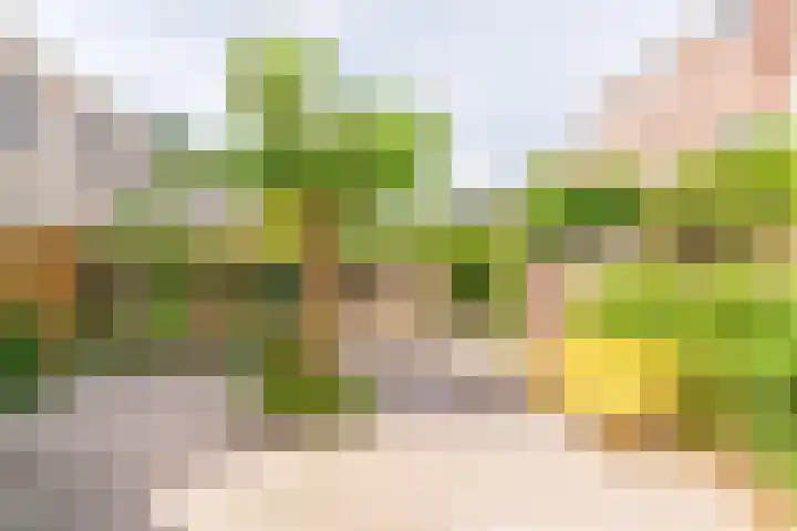 Dibbetsstraat 44 Den Haag thumbnail 67