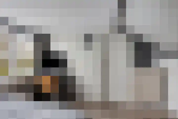 Dibbitsstraat 9 Zwaag thumbnail 40