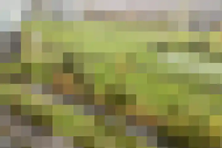 Dick Brunasingel 75 Utrecht thumbnail 58