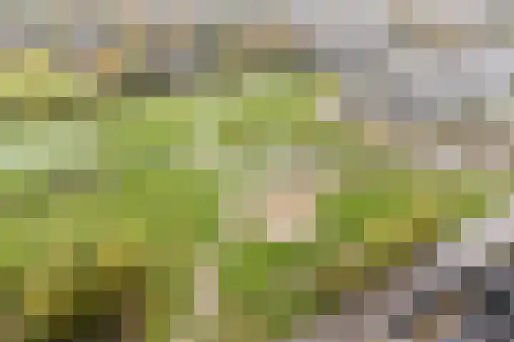Dick Brunasingel 75 Utrecht thumbnail 59