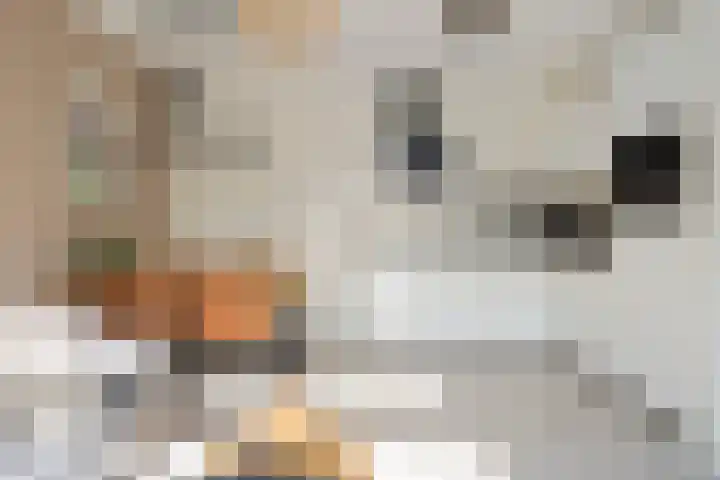 Dick Laanplein 5 Wormerveer thumbnail 10
