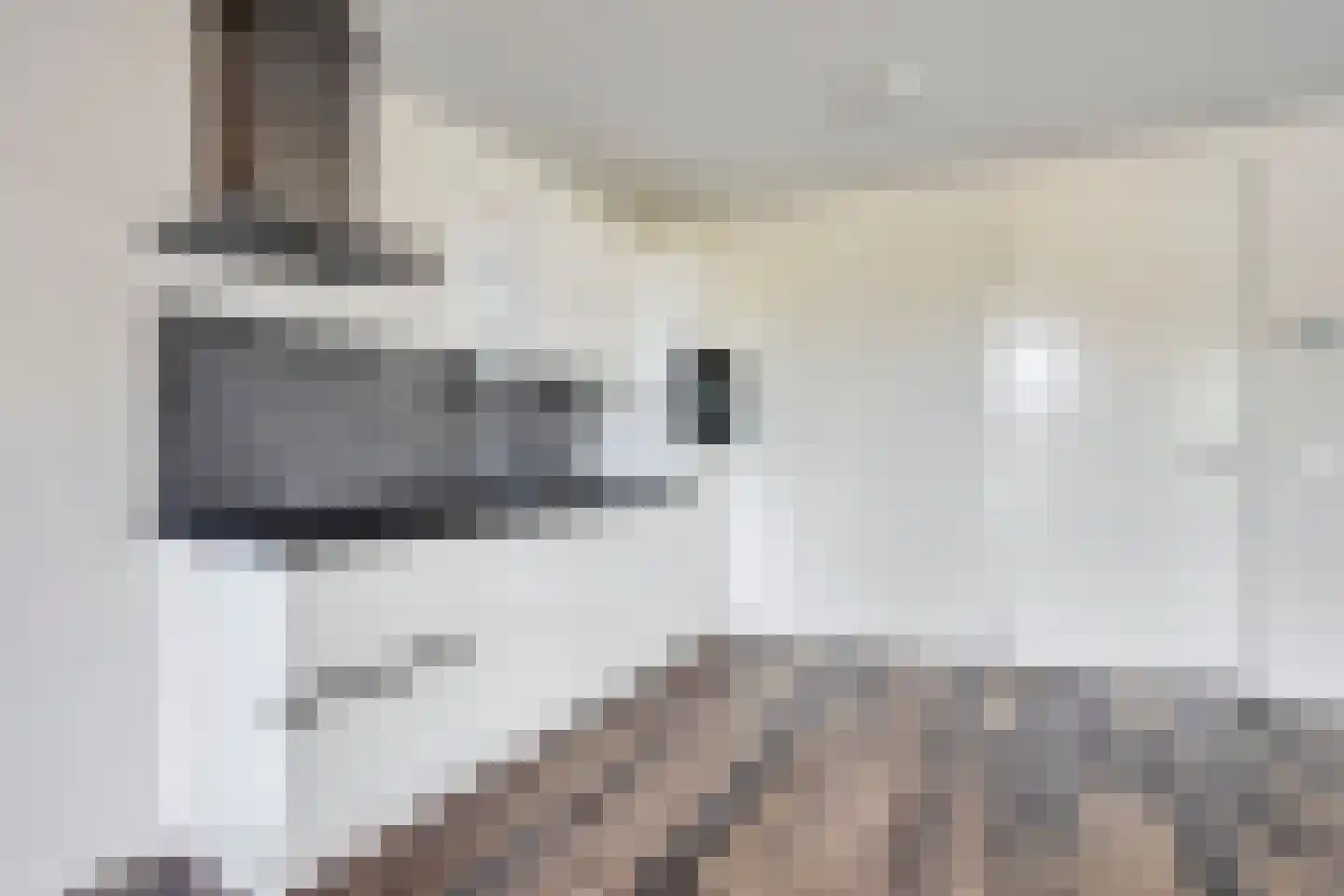 Diderna 3 a Dieren thumbnail 20