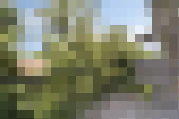 Diedenweg 99 II Wageningen thumbnail 13