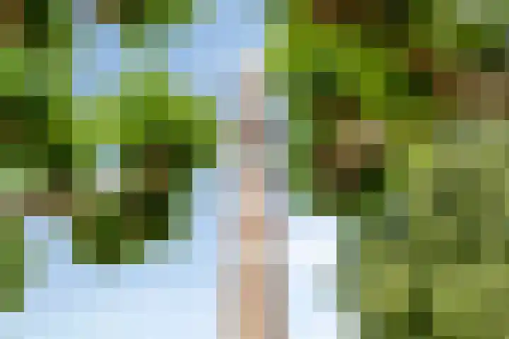 Diederikstraat 32 Gemert thumbnail 35
