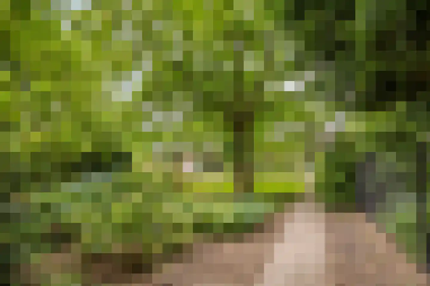 Diederikstraat 63 Gemert thumbnail 5