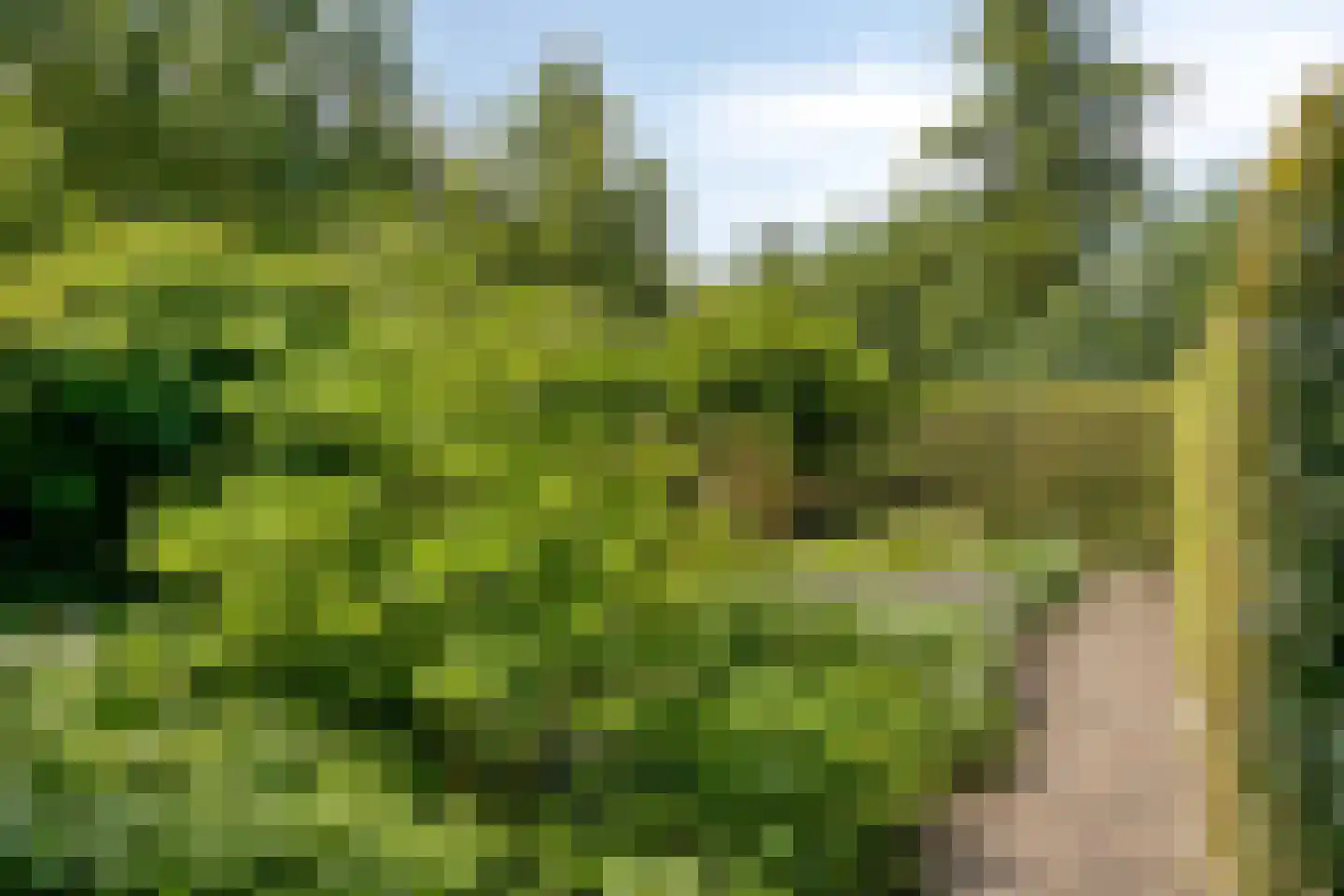 Diederikstraat 63 Gemert thumbnail 55