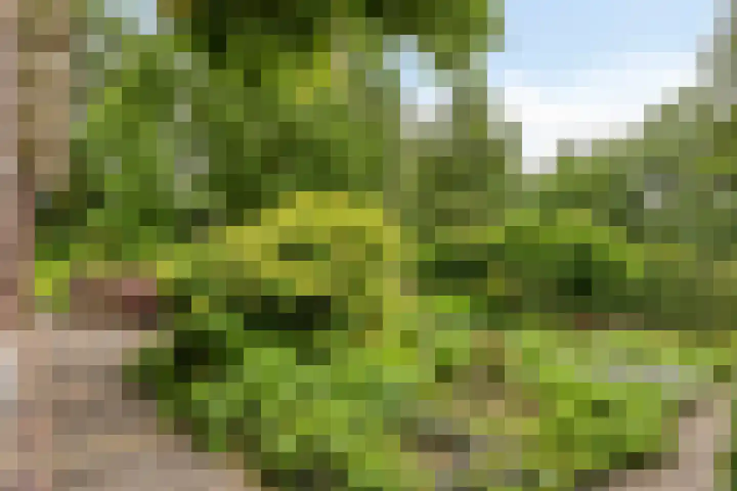 Diederikstraat 63 Gemert thumbnail 75