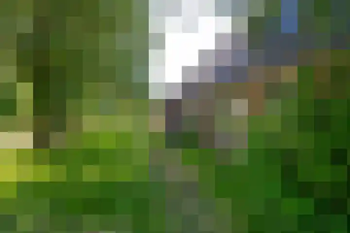 Diek 30 Den Hoorn thumbnail 26