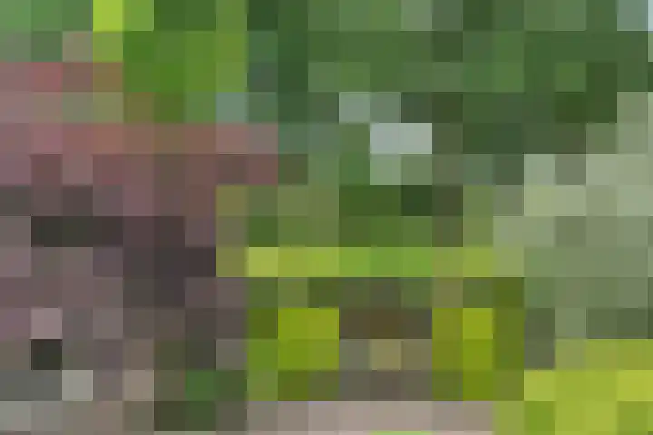 Diekjansweg 120 Rijssen thumbnail 33