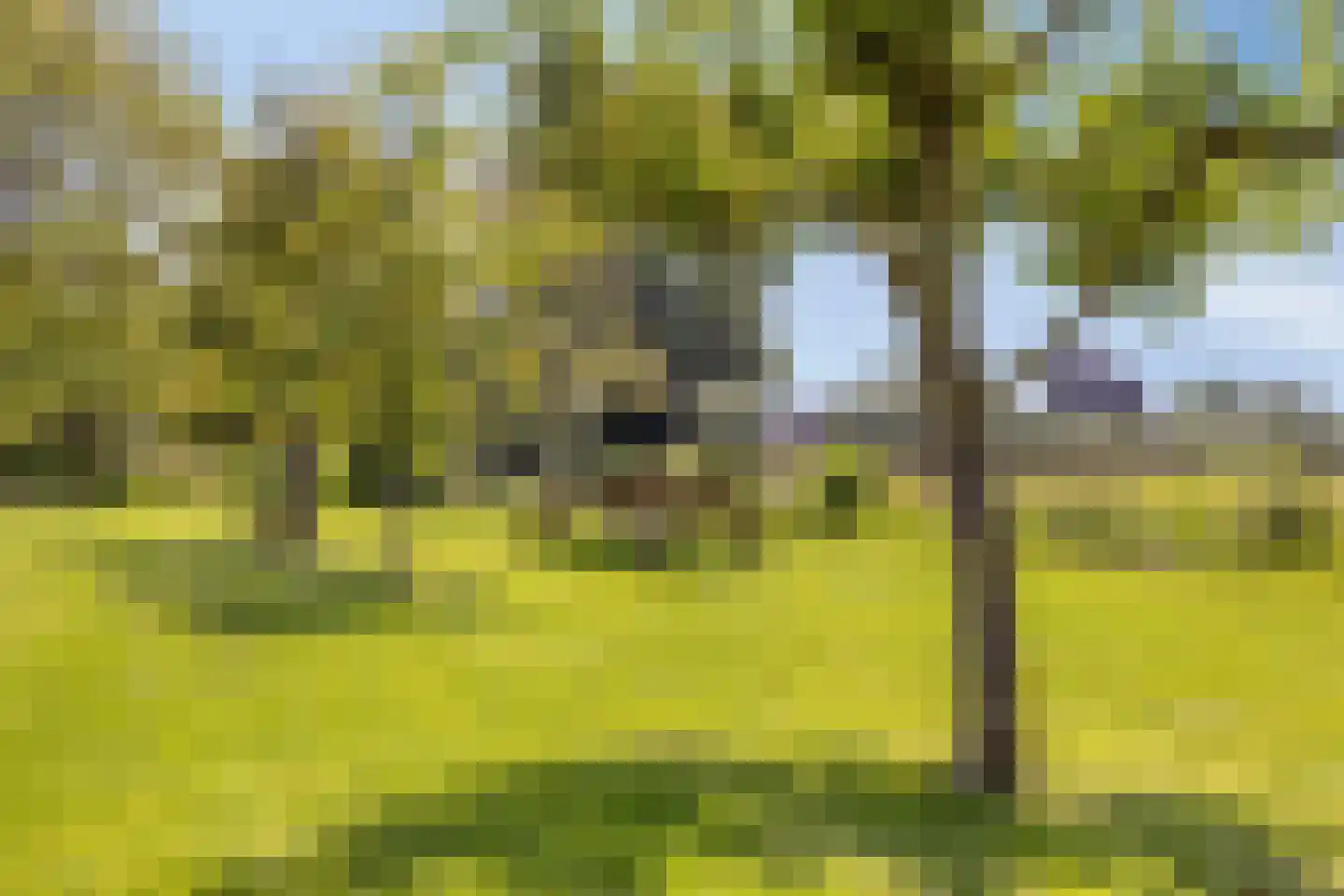 Diemerbroek 41 Papekop thumbnail 23