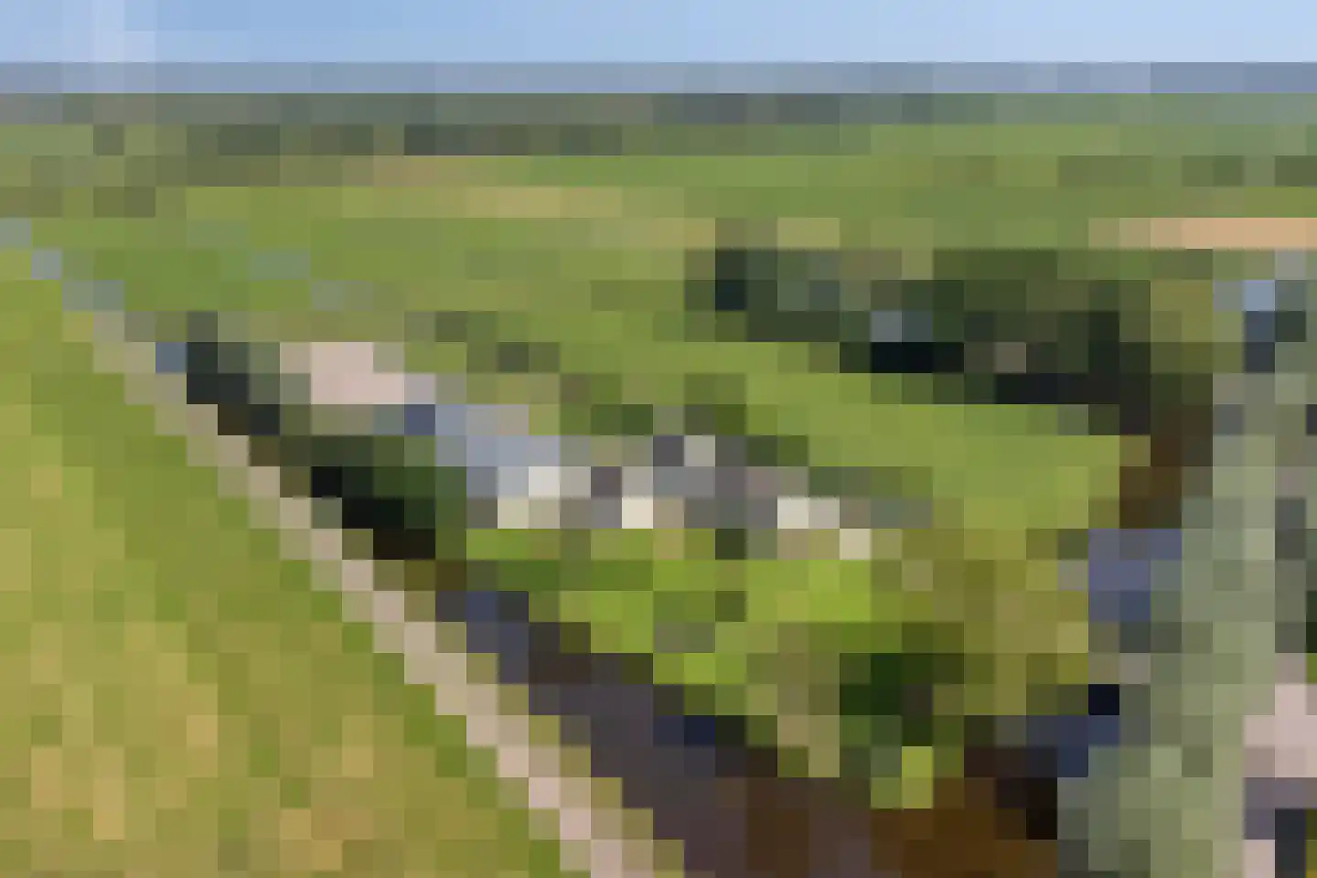 Diemerbroek 41 Papekop thumbnail 64