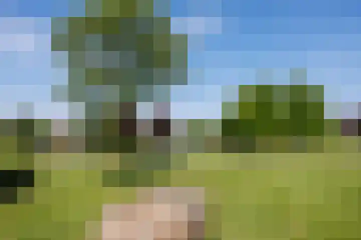 Diemewei 4806 Wijchen thumbnail 57