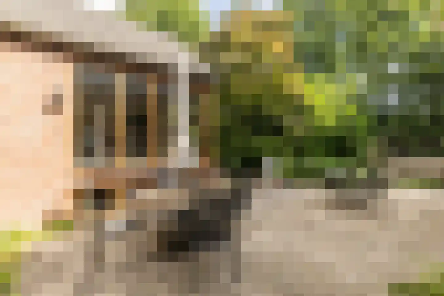 Diepenbrocklaan 19 Arnhem thumbnail 48
