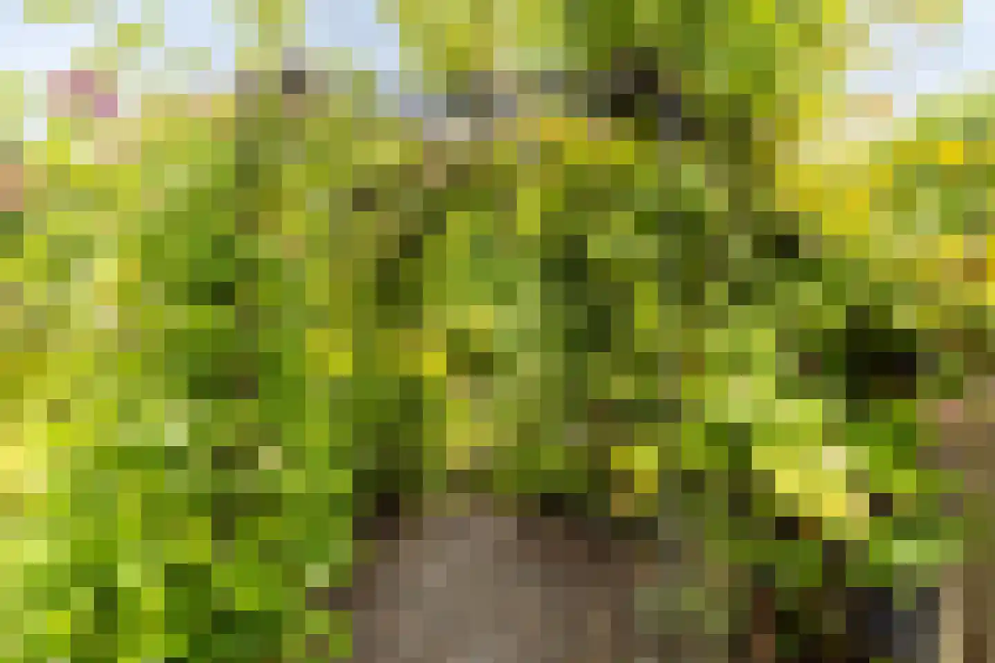 Diepenbroekstraat 23 Wehl thumbnail 20