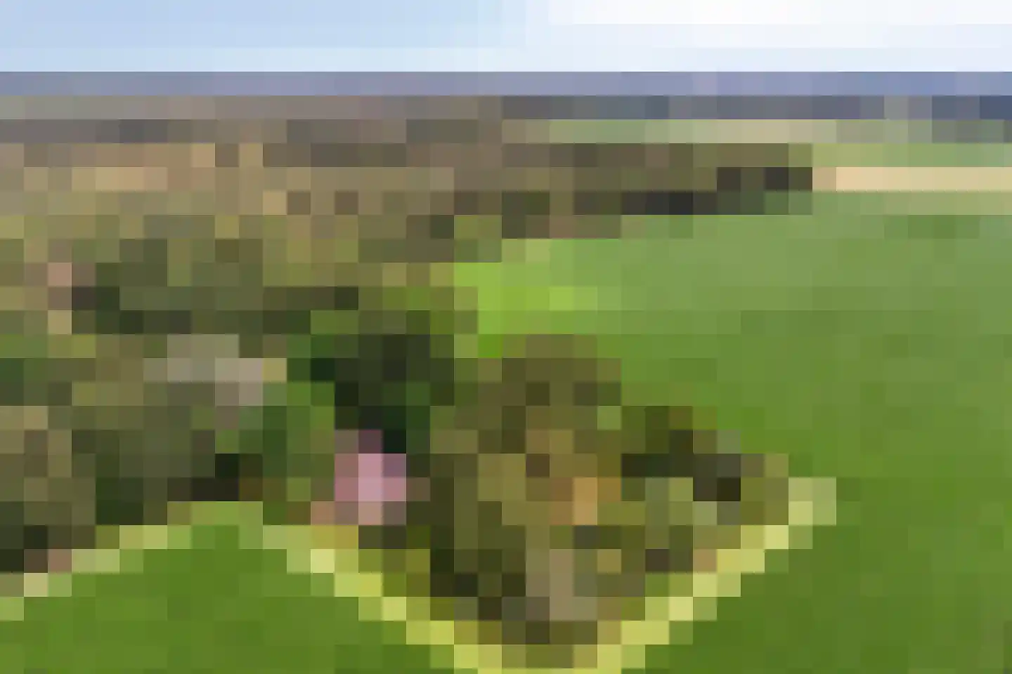 Diependaalseweg 12 Markelo thumbnail 55