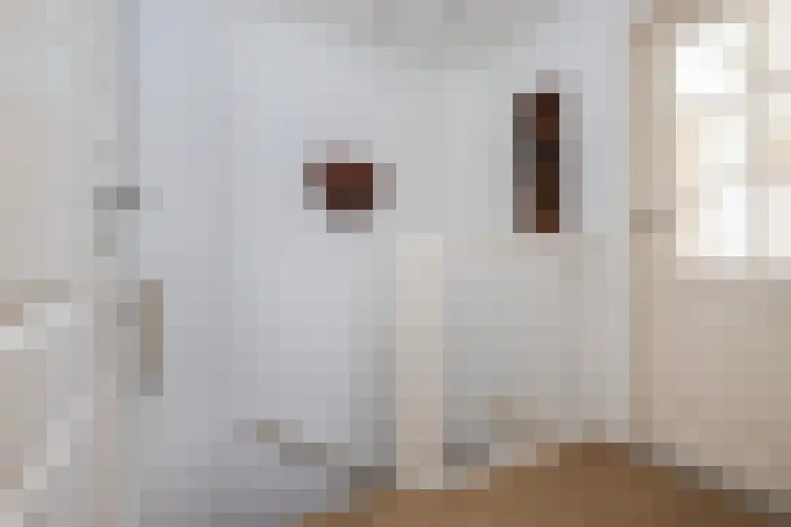 Diependorst 114 Ouddorp thumbnail 19