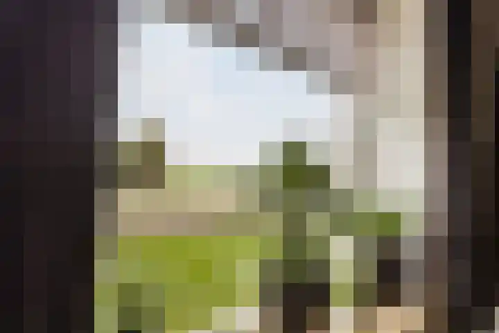 Diepenheimseweg 22 Neede thumbnail 9
