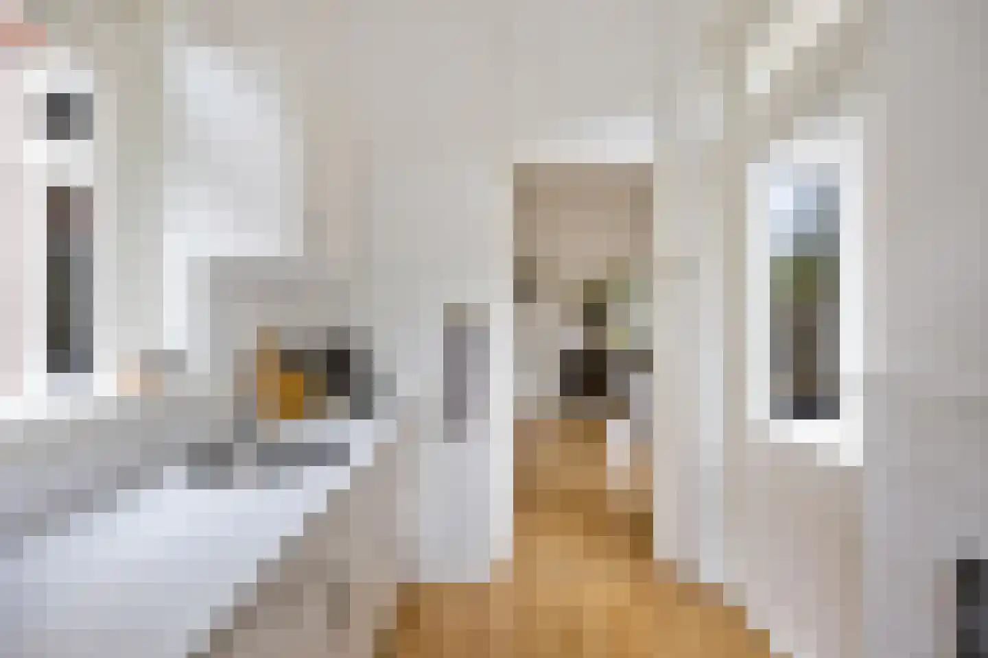 Diephuisstraat 21 Groningen thumbnail 17