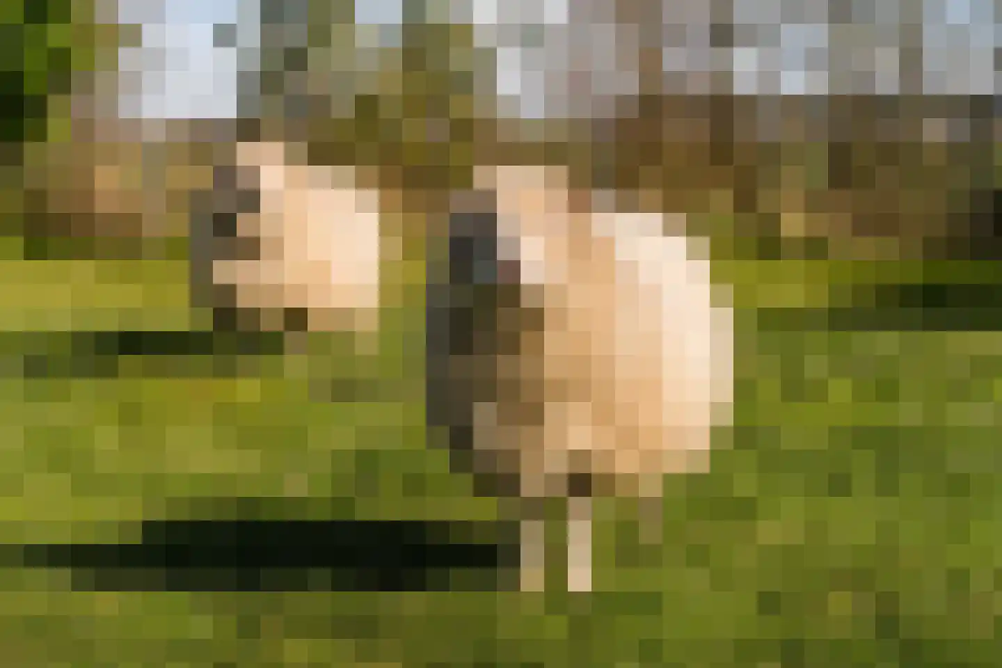 Diepsmeerweg 58 Warmenhuizen thumbnail 61