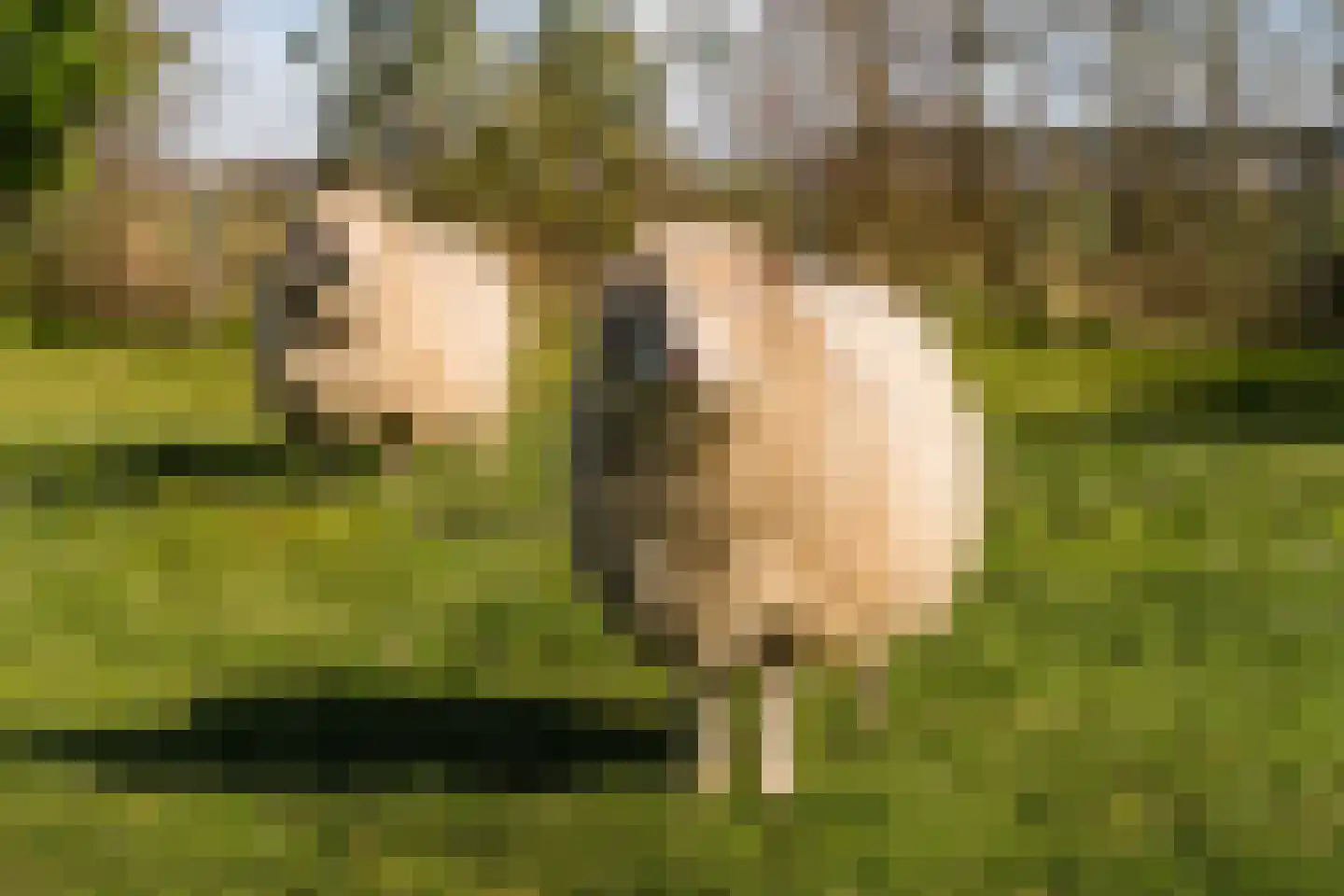Diepsmeerweg 58 Warmenhuizen thumbnail 62