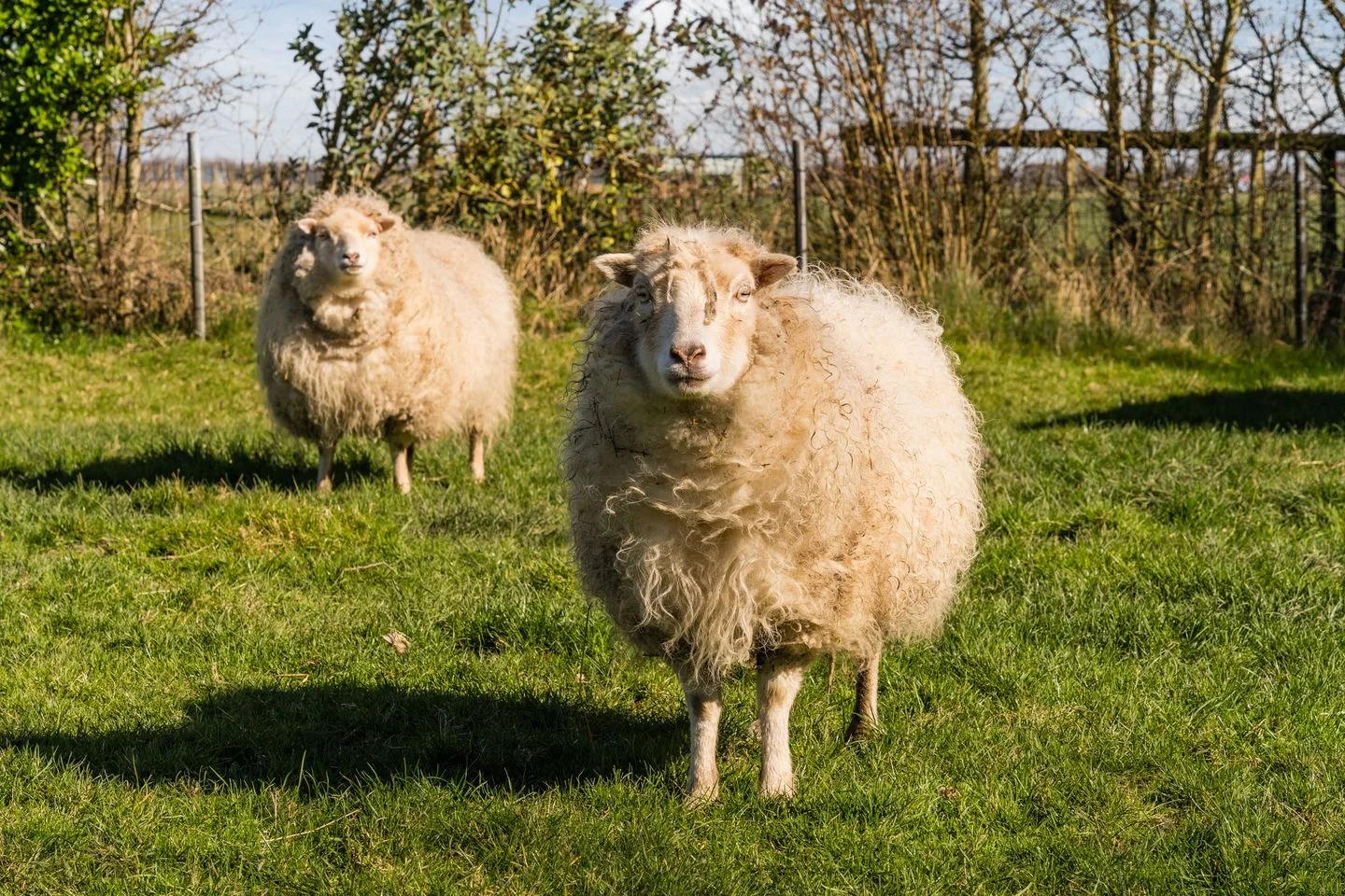 Diepsmeerweg 58 Warmenhuizen thumbnail 62