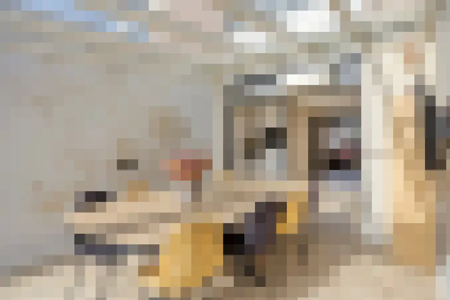 Diepven 44 Berlicum thumbnail 14