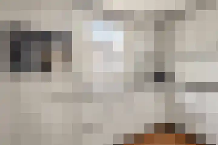 Diepvoorde 1117 Wijchen thumbnail 10