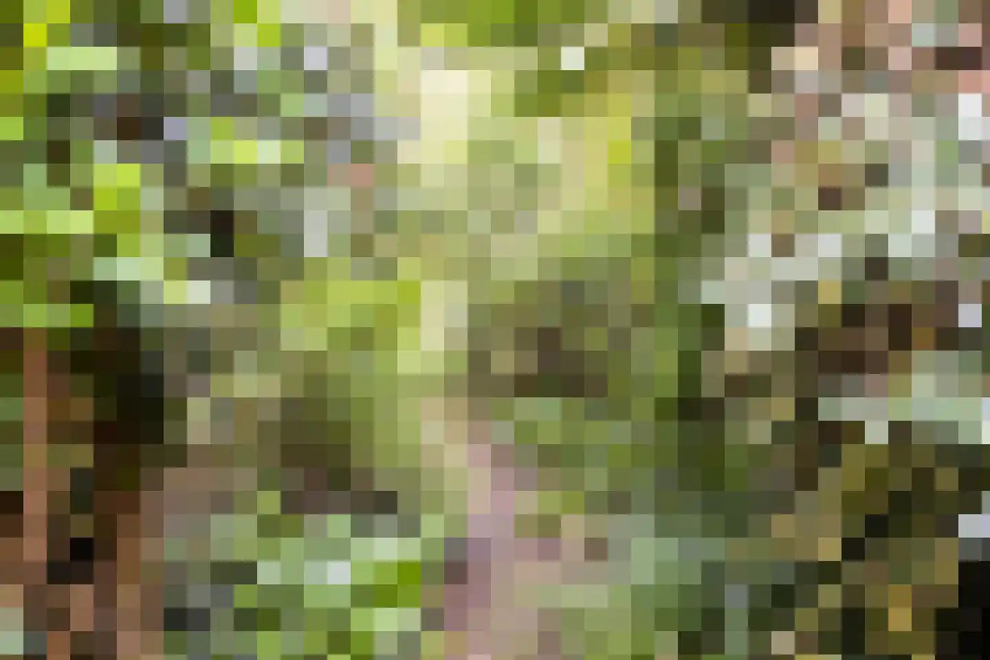 Diepvoorde 2711 Wijchen thumbnail 31