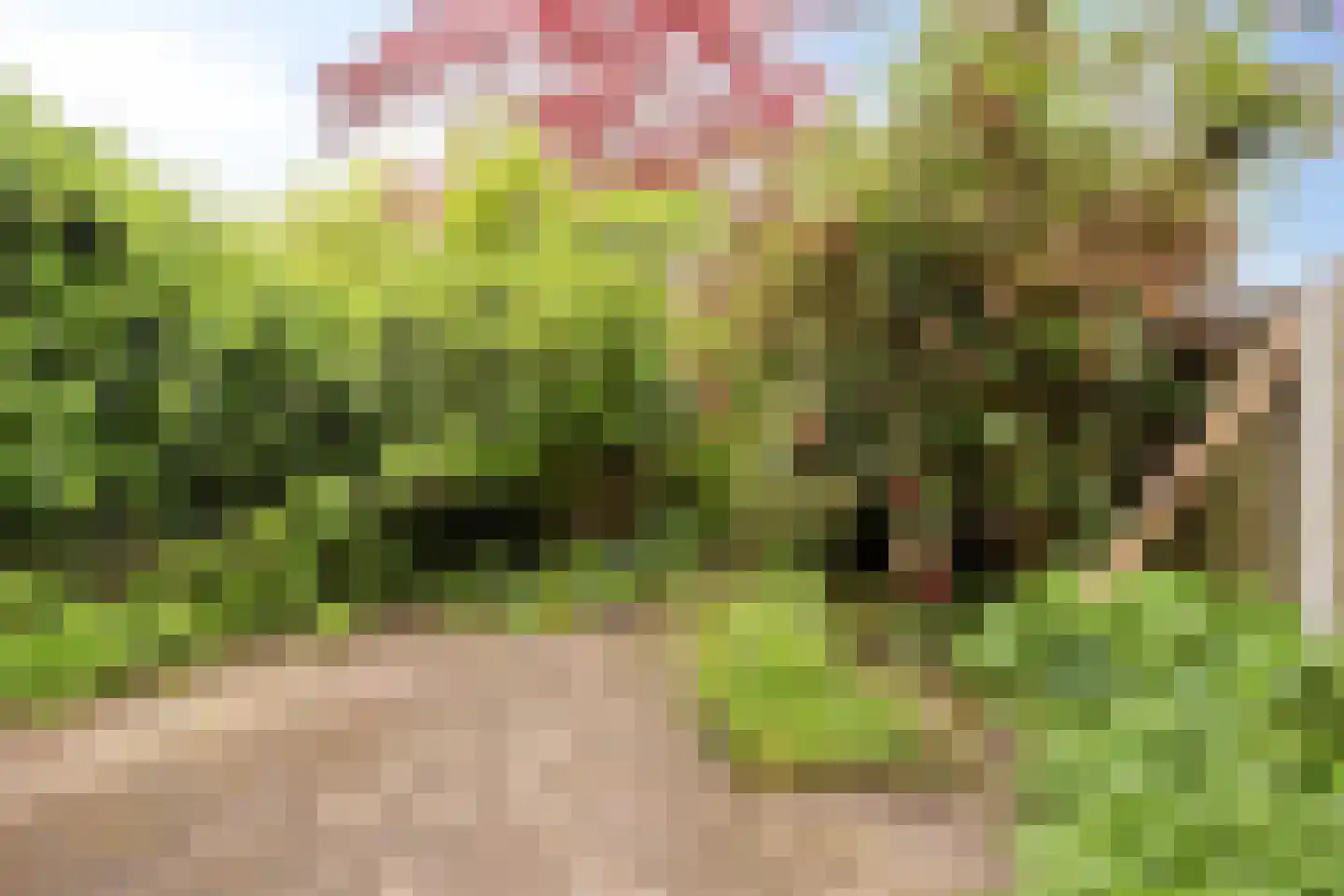 Diepvoorde 2711 Wijchen thumbnail 6