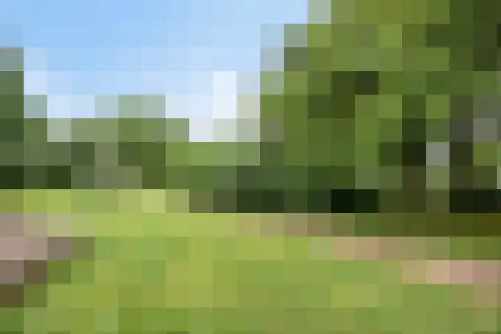 Diepvoorde 2812 Wijchen thumbnail 31