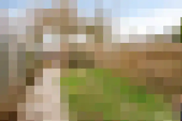 Diepvoorde 2901 Wijchen thumbnail 20