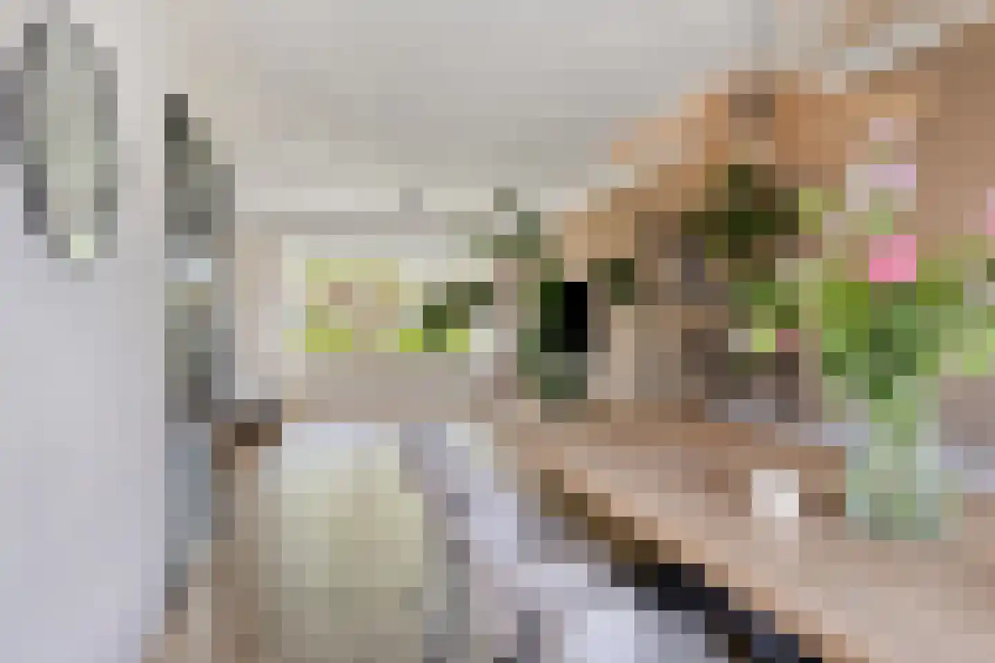 Dierdonklaan 69 Helmond thumbnail 16