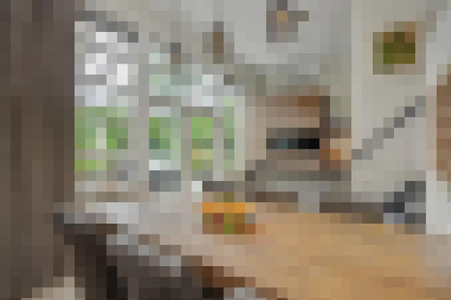 Dierdonklaan 77 Helmond thumbnail 20