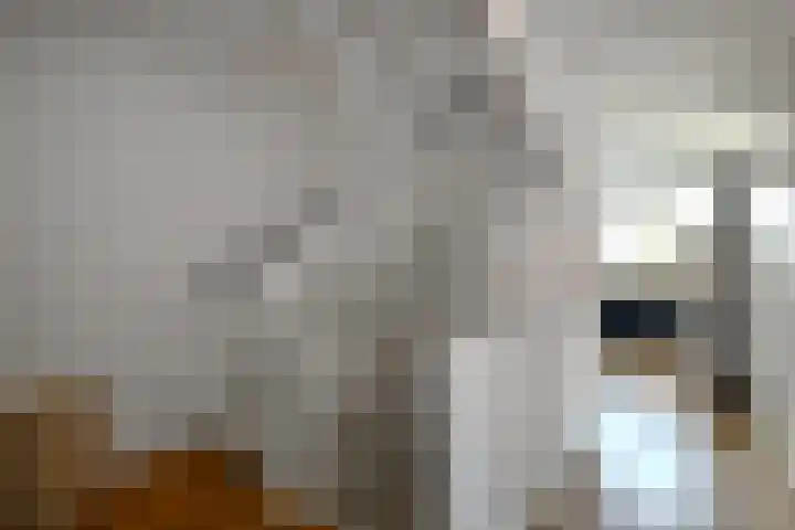 Dierenriem 50 Elst thumbnail 21